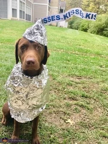 21 Erstaunlich Einzigartige Hundekostüme für Halloween