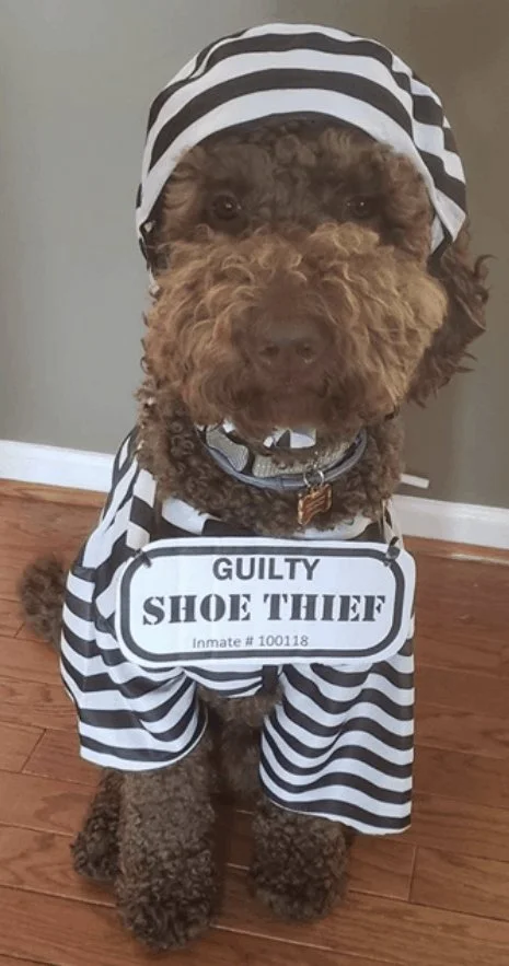 Du bist nicht bereit für Halloween, bis du diese 21 adorablen Doodle-Kostüme gesehen hast.