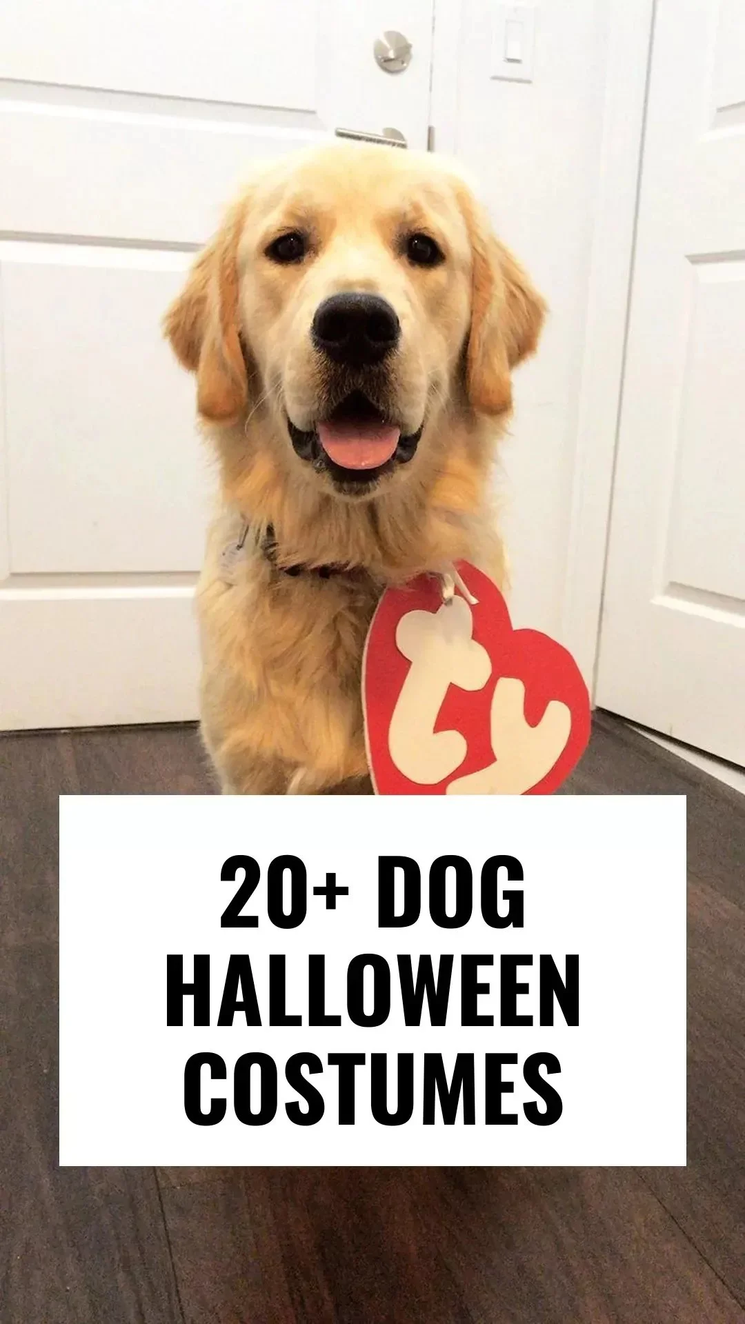 Hingebungsvolle 15+ Hundekostüme für Halloween, die die Show stehlen.