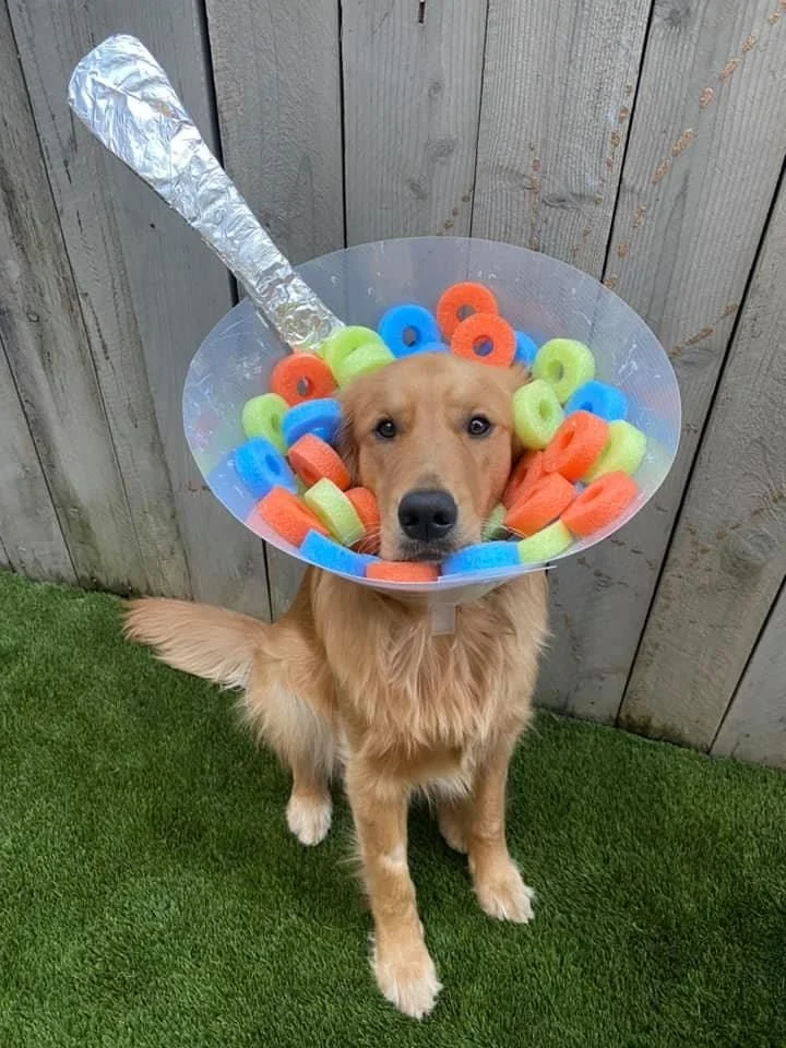 Hundemama verwandelt den medizinischen Kragen des Golden Retrievers in lustige Kostüme.