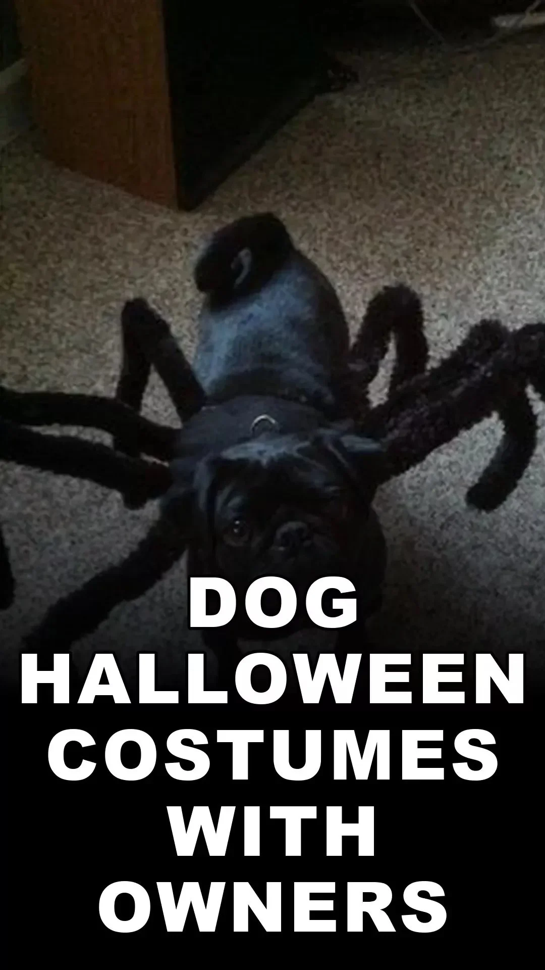 Schicke 15+ Hundekostüme für Halloween, um mit dem Besitzer zu Zwilling zu werden.
