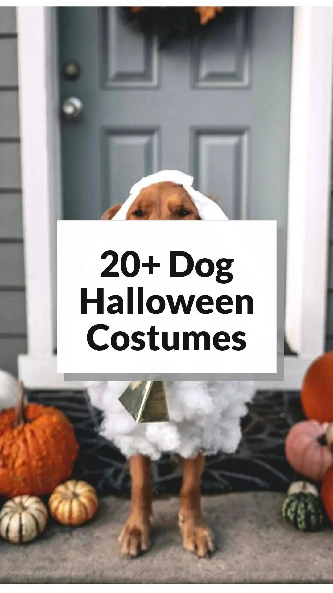 Zuckersüße 15+ Hunde-Halloween-Kostüme, die die Show stehlen